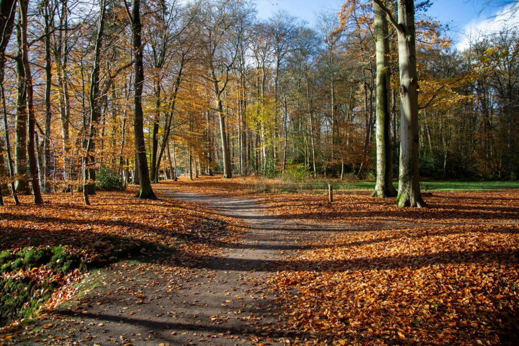 A tranquil autumn scene in a forest with a leaf-covered path illuminated by sunlight.